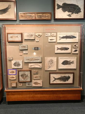 Media type: image;   Vertebrate Paleontology VPF-5379 Description: Annotated image of exhibit case A7 showing the location of VPF-5379 on exhibit at HMNH in Romer Hall.;